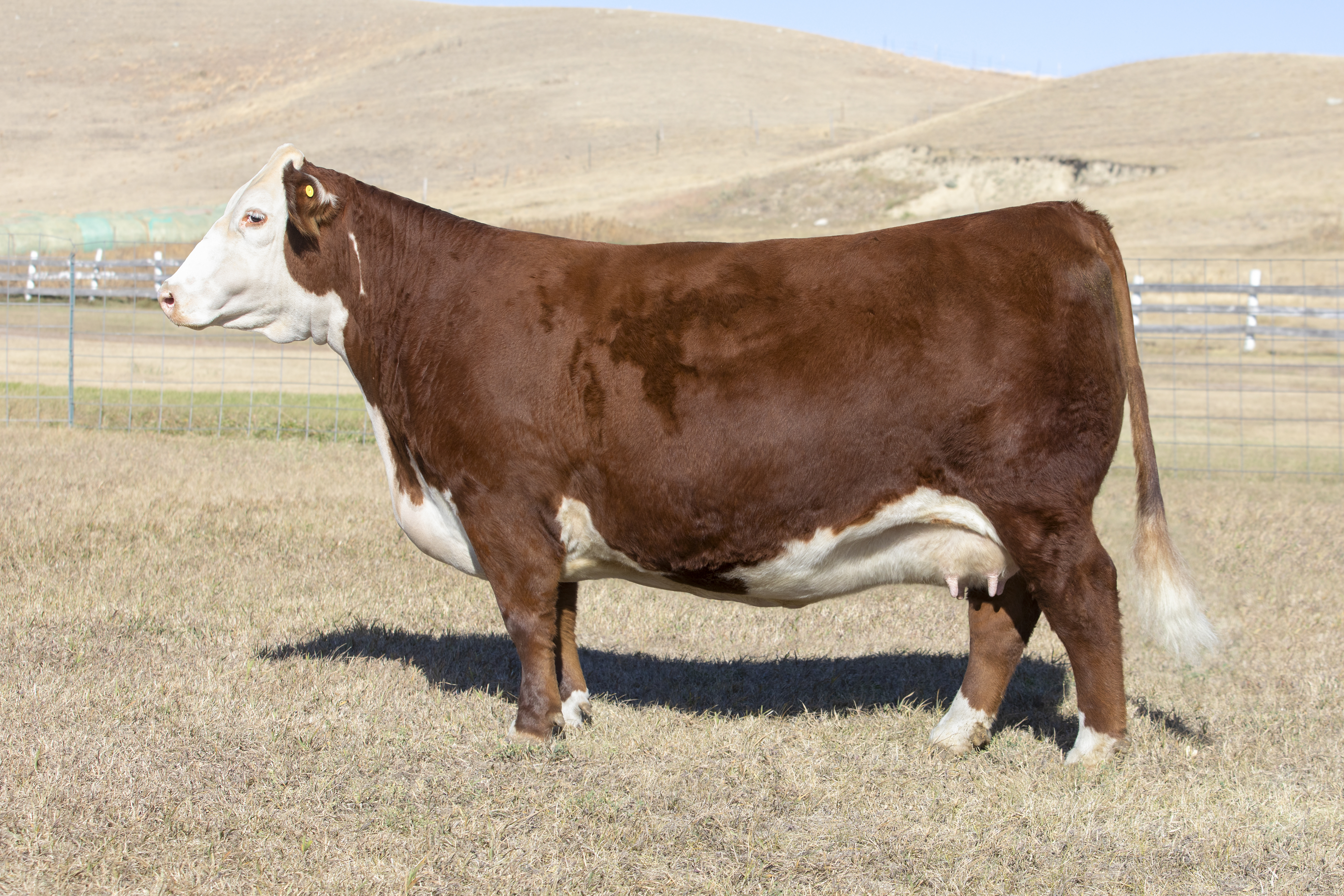 Hereford cow